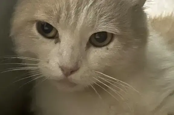 Пропала кошка, Общественная ул., Новый Кяхулай