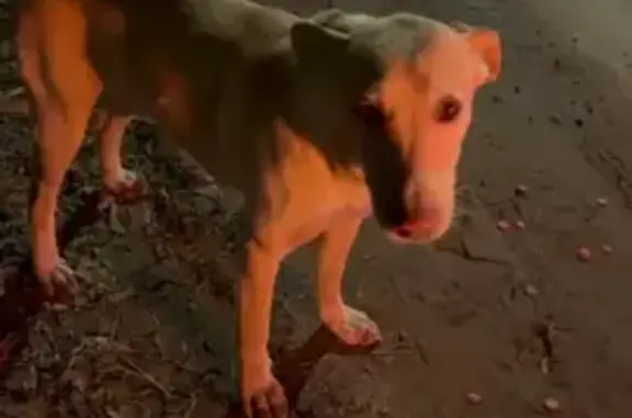 Пропала собака, Турынино, Калуга