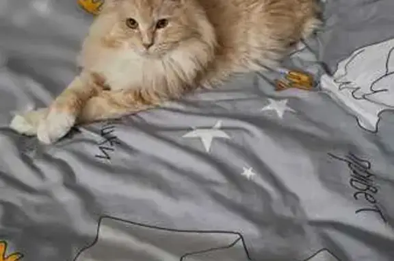 Кошки потеряшки, Пенза, фото: Потеряшка кошка на ул. Чапаева, Пенза