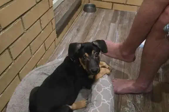 Пропала собака, Ленинский пр., 82 к3