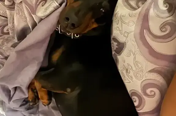 Пропала такса Ричи, ул. Советская, Мытищи