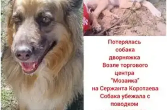 Пропала собака, Оловозаводская 7, НСК