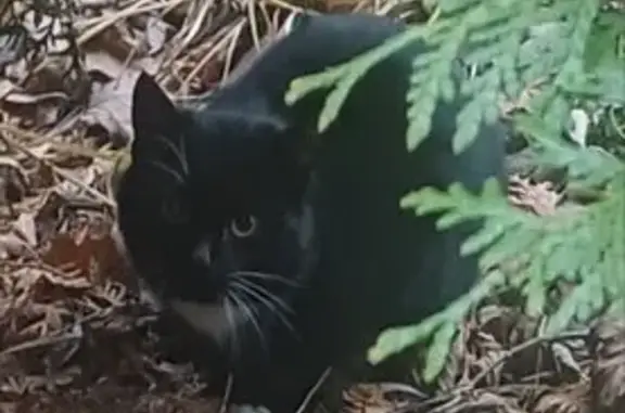 Найдена кошка, Тула, фото: Кошка найдена в пос. Горелки, Тула