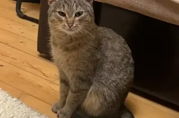 Найдена кошка, Казань, фото: Кошка найдена: Школьная ул., 63, Казань