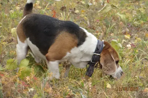 Пропала собака, Старая Бинарадка