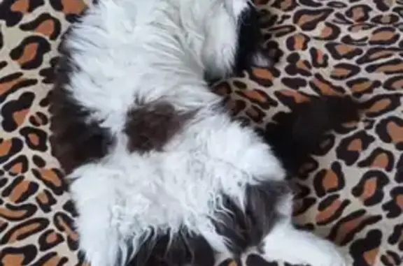 Пропала кошка, Советская ул., Камызяк