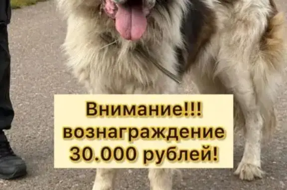 Пропала собака, Юматово, Уфа