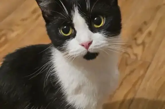 Пропала кошка, Таманская ул. 121 с1, Анапа