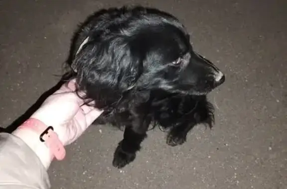 Найдена собака, Быково, фото: Собака найдена: Академическая ул., 8, Быково