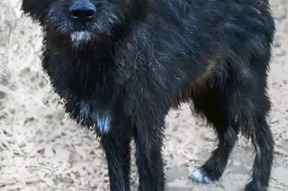 Пропала собака, Билимбаевская 34/1, Екб