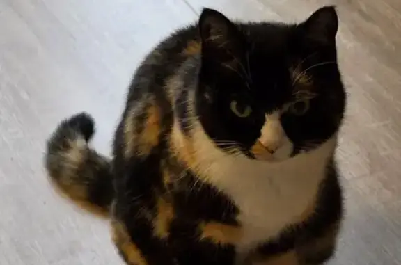 Найдена кошка, Заостровье, фото: Кошка найдена: Заостровье, Калининград