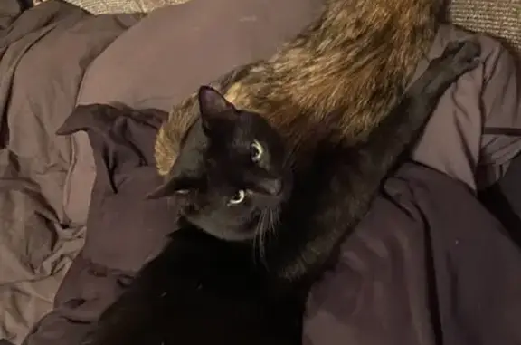 Пропал кот, переулок Чехова, 9, Донской