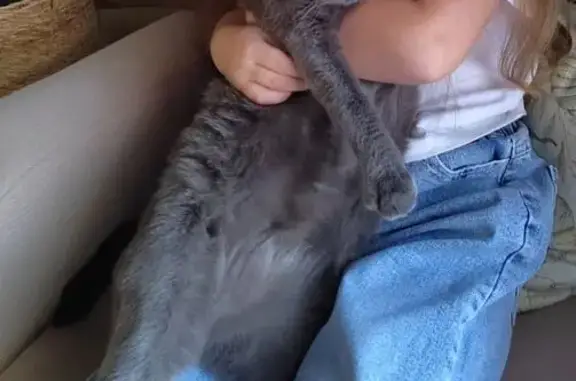 Кошки потеряшки, Кореновск, фото: Потеряшка кошка, Астраханская 1, Кореновск