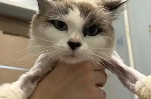 Найдена кошка, Оренбург, фото: Кошка найдена: Тихая ул., 15, Оренбург