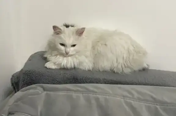 Найдена кошка, Екатеринбург, фото: Кошка найдена: Свердловская обл., Клеймо н 800