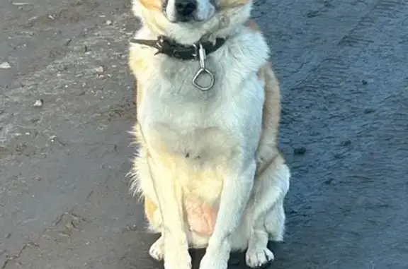 Найдена собака, Стрелецкое, фото: Собака найдена: Стрелецкое, Белгородская обл.