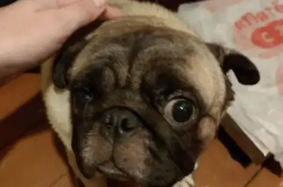 Найдена собака, Москва, фото: Мопс найден у дороги 46К-9131, МО