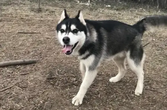Пропала собака на Центральной улице, Каменка