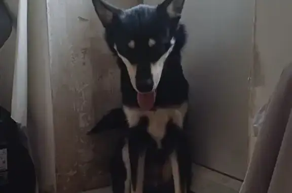 Собака ищет дом, Семеноводческая, Челябинск