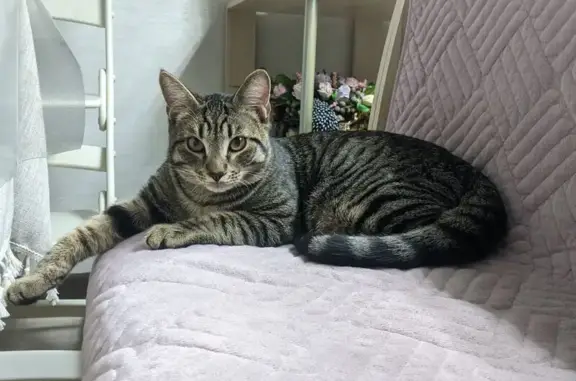 Найдена кошка, Хабаровск, фото: Кошка найдена на Карла Маркса, 37