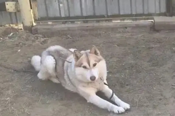 Пропала хаски, ул. Монтажников, 18А