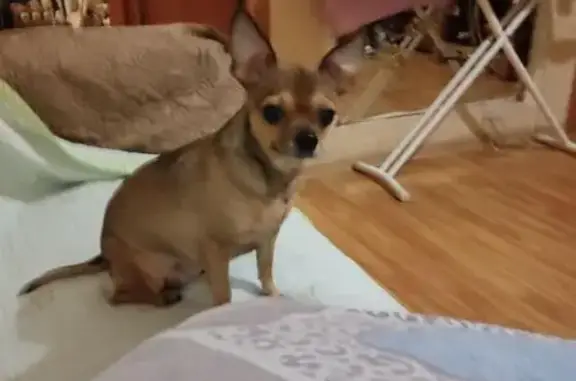 Собаки потеряшки, Зеленоград, фото: Потеряшка собака, Овражная ул. 8, Зеленоград