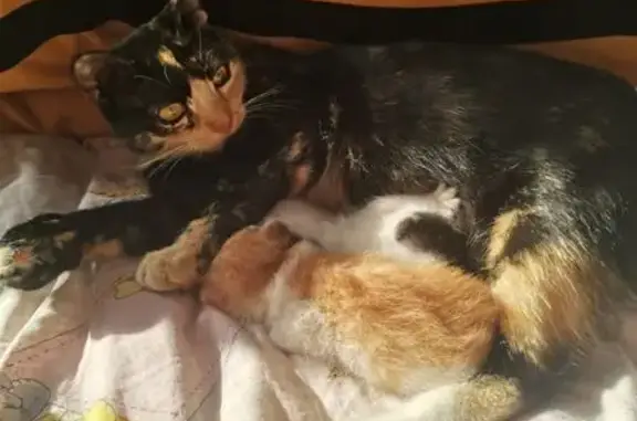 Пропала кошка Шелли, Орша, Пролетарская 55