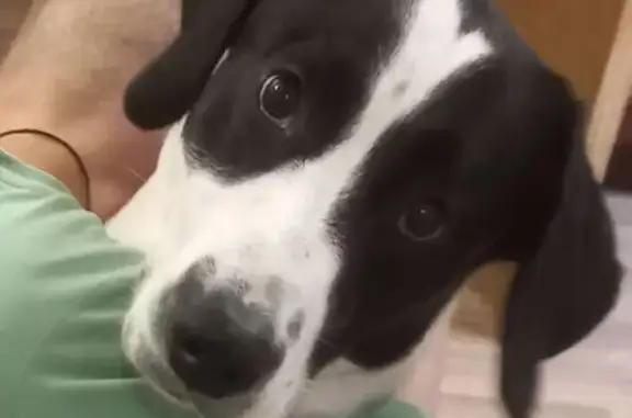 Пропала собака, Алешинское СП, Брянск