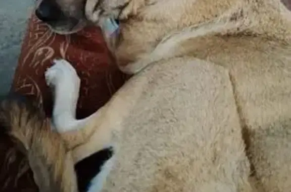 Пропала собака, Счастливая ул. 2, Михайловск