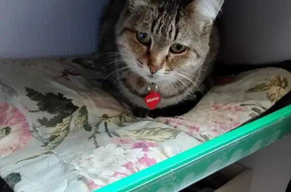 Пропала кошка Багира, ул. Ленина, 149, Уфа