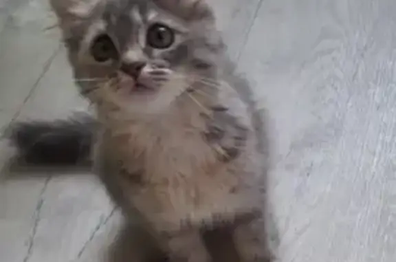 Пропала кошка, ул. Крупской, Заинск