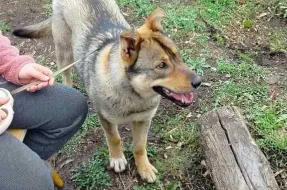 Собака найдена: пр. Хасана Туфана, НЧ