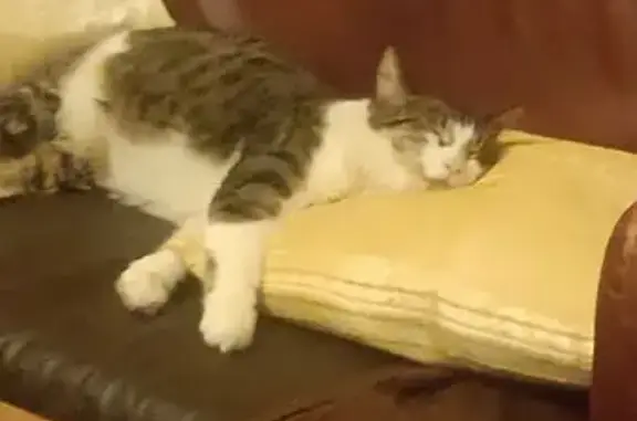 Найдена кошка, Сарженка, фото: Шпрот найдена, Сарженка, Ленобласть