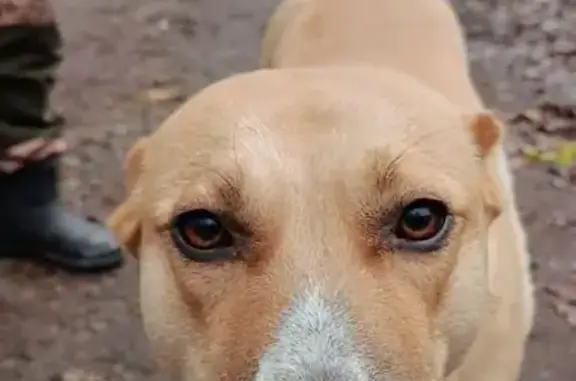 Найдена собака, Матюшино, фото: Найдена собака, Матюшино, Садовая ул.