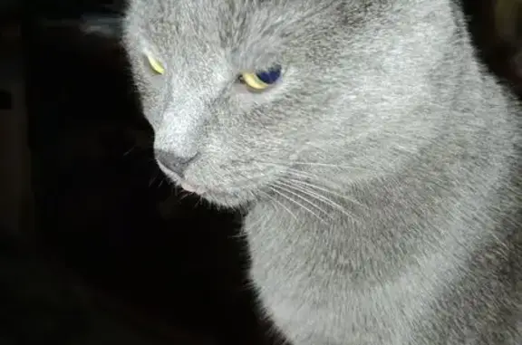 Пропала кошка, Переславль-Залесский