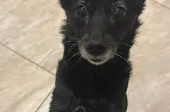 Пропала собака в Абдулино, Оренбургская обл.