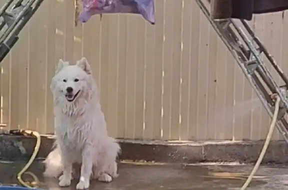 Пропала собака, Майкоп, Адыгея