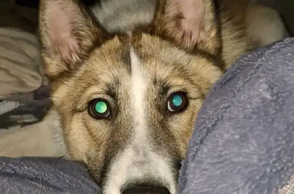 Пропала лайка, Висаитова 2, Ростов-на-Дону