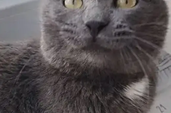 Найдена кошка, Томск, фото: Кошка найдена: ул. Елизаровых, 24, Томск