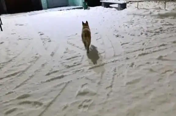 Найдена собака, Верхний Уфалей, фото: Собака найдена на Чекасина, 5, Верх. Уфалей