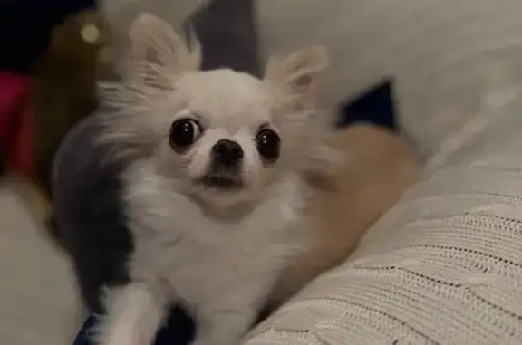 Пропала чихуахуа Мими, Мгинское, 36