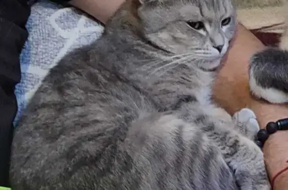 Пропала кошка, ул. Шевцова, Краснодар