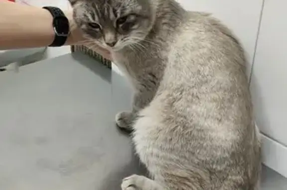 Найдена кошка, Тюмень, фото: Кошка найдена, Линейная ул., Тюмень