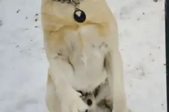 Пропала собака, Смоленский пр., 11, Энгельс