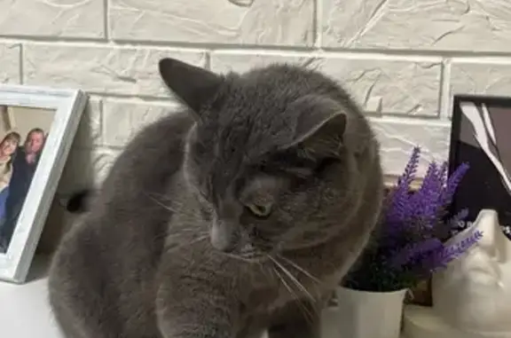 Кошки потеряшки, Цибино, фото: Потеряшка кошка, Цибино 2, Трудовая ул.