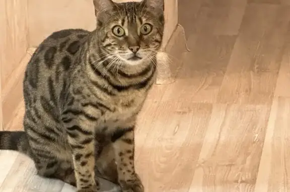 Пропала кошка, ул. Лермонтова 5, Балахна