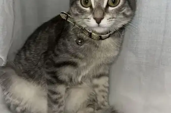 Кошки потеряшки, Набережные Челны, фото: Потеряшка кошка, пр. Мусы Джалиля, 9/3А