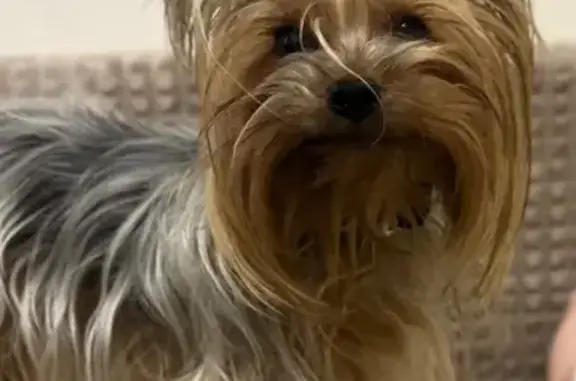 Пропала собака у Пятерочки, Байкальская 7б