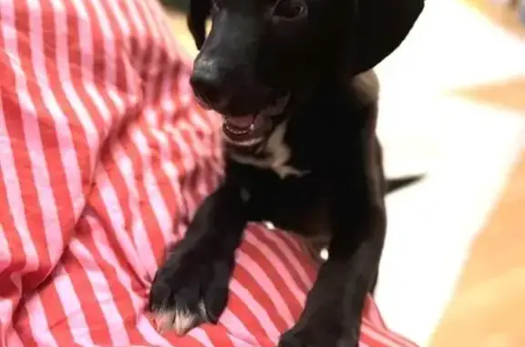 Найдена собака, Санкт-Петербург, фото: Щенок найден на пр. Науки, Санкт-Петербург