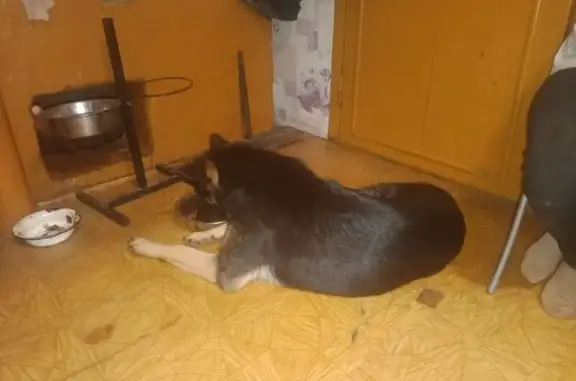 Пропала собака в Иваниках, Смоленская обл.